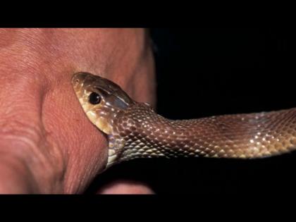 Conspiracy to kill the second wife by biting her with a snake in order to live with first wife again | पैशांसाठी अन् पहिल्या पत्नीसोबत रहायचं म्हणून दुसऱ्या पत्नीच्या हत्येचा रचला कट, तिच्यावर सोडला साप आणि मग..