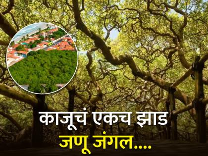 World largest cashew tree in Natal Brazil | हे आहे जगातील सगळ्यात मोठं काजूचं झाड, जंगलासारखं दिसतं! वाचा विशाल आकाराचं कारण...