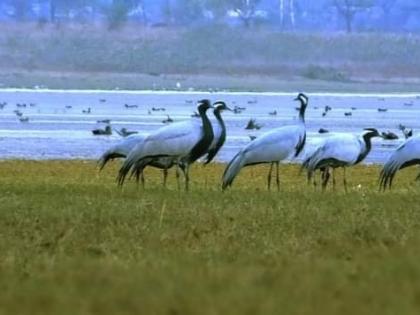 Air travel on the banks of the Ujani Dam of the Pink Manas migrated from Europe | युरोपातून स्थलांतर झालेल्या गुलाबी मैनांची उजनी धरण काठावर हवाई सफर