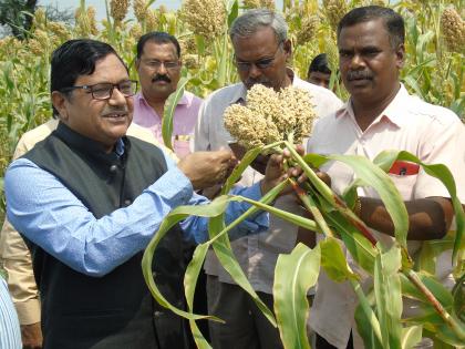 Rabi jowar area will grow in Kharapatan-Kulguru Bhal | खारपाणपट्ट्यात रब्बी ज्वारीचे क्षेत्र वाढणार -कुलगुरू भाले