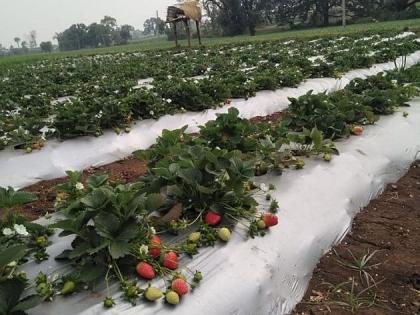 One hectare of ground strawberries, wheat, cauliflower; Successful experiment of highly educated young farmer | एक हेक्टर जमिनित स्ट्रॉबेरी, गहू, फुलकोबी; उच्चशिक्षित युवा शेतकऱ्याचा यशस्वी प्रयोग