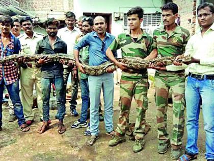 Reddish flute python found in a red line | लालखडीत आढळला साडेचौदा फुटाचा अजगर