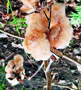 Colored cotton on a half hectare area in Achalpur | अचलपुरात दीड हेक्टर क्षेत्रावर रंगीत कापूस Colored cotton on a half hectare area in Achalpur | अचलपुरात दीड हेक्टर क्षेत्रावर रंगीत कापूस
