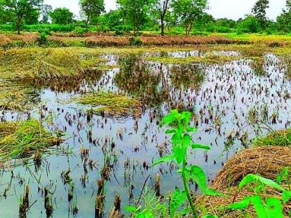 Returning rain, crumbling paddy in crisis | परतीचा पाऊस, तुडतुड्याने धान संकटात Returning rain, crumbling paddy in crisis | परतीचा पाऊस, तुडतुड्याने धान संकटात