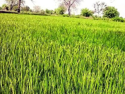 Paddy and sugarcane crop failure due to lack of water | पाण्याअभावी भात व ऊस पीक संकटात