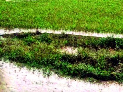 The crop is flooded with water | पाण्याने पीक वाहून गेले