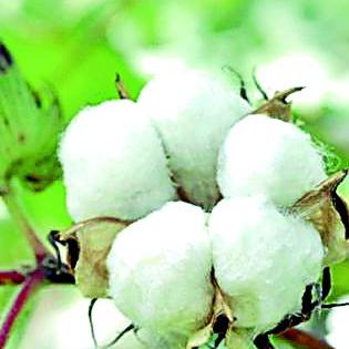 Cotton in the province due to lack of markets | बाजारपेठेअभावी कापूस परप्रांतात