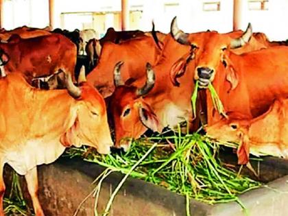 You have to drink only cow's milk! | संकरीत गायीचेच दूध प्यावे लागणार!