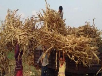 Fodder available in Dhule district till late till July | धुळे जिल्ह्यात जुलैअखेरपर्यंत पुरेल एवढा चारा उपलब्ध