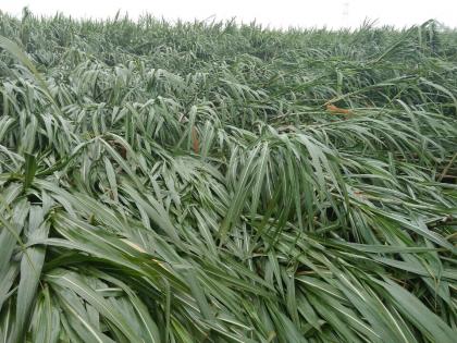 Heats up the people of the rain but they are beneficial to the crops in the district | पावसाचा लोकांना ताप परंतू जिल्ह्यात पिकांना लाभदायक