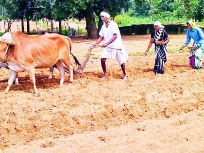 This year sowing of groundnut will increase | यंदा भूईमुगाचा पेरा वाढणार This year sowing of groundnut will increase | यंदा भूईमुगाचा पेरा वाढणार