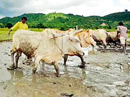 Less than 6,000 farmers cover crop insurance | सहा हजार शेतकºयांची पीक विम्याकडे पाठ