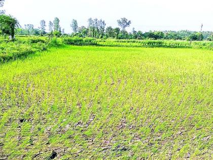 The rain turned the back, the rice crop was in crisis | पावसाने फिरविली पाठ, धानपीक आले संकटात