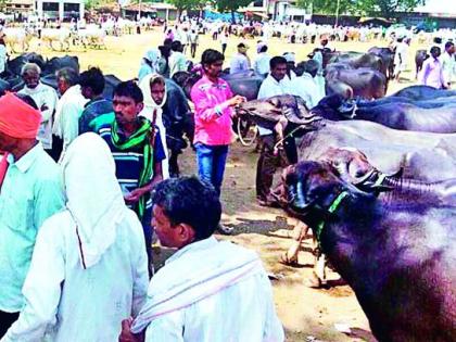 Due to shortage of cattle, animal husbandry becomes difficult | चारा टंचाईमुळे पशुपालन झाले कठीण