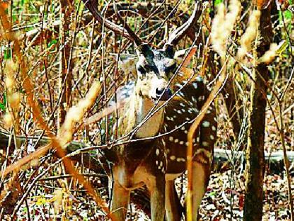 Freedom of wildlife increased | वन्यप्राण्यांचा मुक्तसंचार वाढला