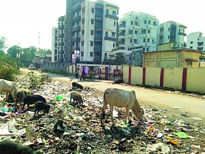 Pigs in the hospital premises | रुग्णालयाच्या आवारात डुकरांचा वावर