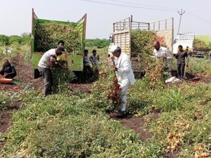 Prices of thunder and hard tomatoes turned to clay | भाव गडगडला अन् कष्टानं पिकवलेला टोमॅटो झाला मातीमोल 