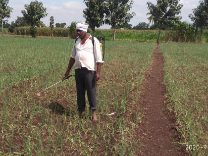 Outbreak of disease on onion crop | कांदा पिकावर रोगाचा प्रादुर्भाव