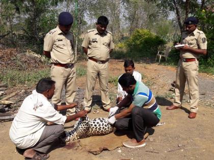 The drunken man was killed in an unidentified vehicle | दहिदी शिवारात अज्ञात वाहनाच्या धडकेत बिबट्या ठार