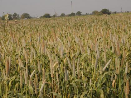 Rabbi crops are fed by nutritious environment | पोषक वातावरणामुळे रब्बी पिके तरारली Rabbi crops are fed by nutritious environment | पोषक वातावरणामुळे रब्बी पिके तरारली
