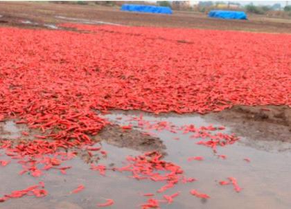 The peppers began to rot in the water and mud | पाणी आणि चिखलात सडू लागली मिरची The peppers began to rot in the water and mud | पाणी आणि चिखलात सडू लागली मिरची