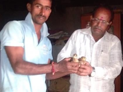 Kolhapur: Livedi's two pupils are alive, farmers give grateful to the animals | कोल्हापूर : लांडोरीच्या दोन पिल्लांना जीवदान, शेतकर्‍याची मुक्या प्राण्यांबाबत कृतज्ञता