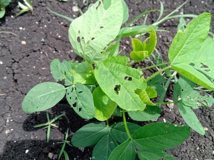 Infestation of green camel larvae on soybeans | सोयाबीनवर हिरव्या उंट अळीचा प्रादुर्भाव Infestation of green camel larvae on soybeans | सोयाबीनवर हिरव्या उंट अळीचा प्रादुर्भाव