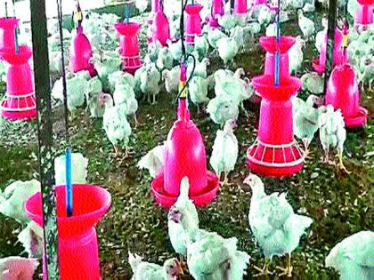 Even the chickens did not get food; Poultry professionals in trouble | कोंबड्यांनाही खाद्य मिळेना; पोल्ट्री व्यावसायिक अडचणीत