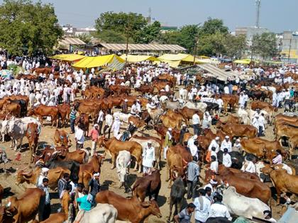 Parbhani: Due to shortage of drought, cattle trader | परभणी : चारा, पाणीटंचाईमुळे पशुपालक हवालदिल