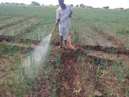 Cloudy weather hits onion crop | ढगाळ हवामानामुळे कांदा पिकाला फटका