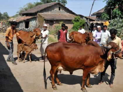 Milk supply to the farmers of AWWW | आडवाडीच्या शेतकऱ्यांना दुग्धोत्पादनाने दिलासा