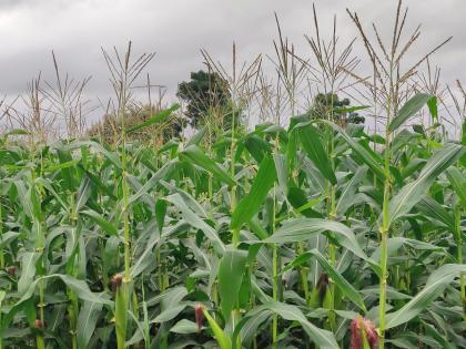 Overcoming the military larvae, the maize crop took over | लष्करी अळीवर मात करीत मका पिकाने घेतली उभारी