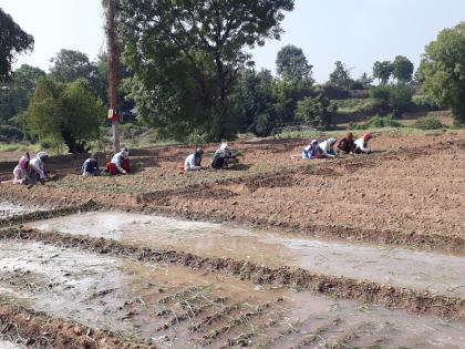 The prices of onion seedlings also fell | कांदा रोपांचे भावही गगनाला