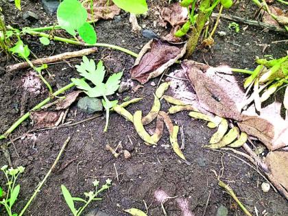 soybean crop damages due to excessive rainfall | अतिवृष्टी, सततच्या पावसामुळे सोयाबीनच्या शेंंगाची गळती