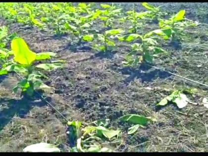 Cloudy weather; Farmers, take care of wheat and gram crops! | ढगाळ वातावरण; शेतकऱ्यांनो गहू, हरभरा पिकांना जपा!