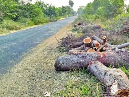 Hundreds of trees slaughtered for road construction | रस्ते निर्मितीसाठी शेकडो वृक्षांची कत्तल