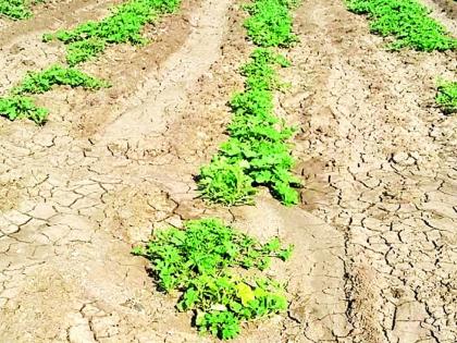 Water scarcity vegetables too | पाणीटंचाईचे भाजीपाल्यालाही चटके