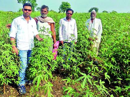 Trees grew; There is no address of flowers, ponds | झाडे वाढली; फुले, बोंडांचा पत्ताच नाही