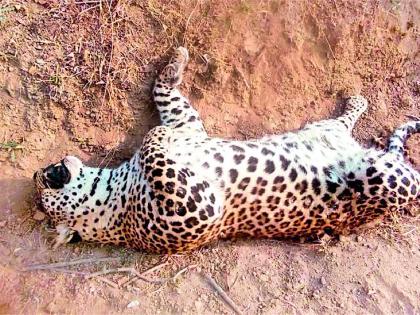 Three-and-a-half-year-old leopard | साडेतीन वर्षाच्या बिबट्याची हत्या