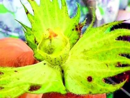 Tulsi, the highest bonded crop on zodiac company varieties | तुलसी,राशी कंपनीच्या वाणावर सर्वाधिक बोंडअळी