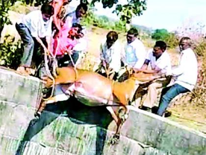 Nilgai's death by lying in the well | विहिरीत पडून निलगाईचा मृत्यू