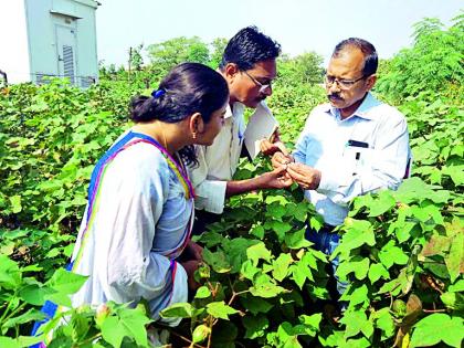 Bollwether on the BT cotton of 125 farmers | १२५ शेतकºयांच्या बीटी कपाशीवर बोंडअळी