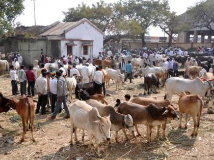 Water shortage; farmer in trouble in Vidarbha | पाण्याअभावी चाराटंचाईच्या झळा; विदर्भातील गोपालक अडचणीत