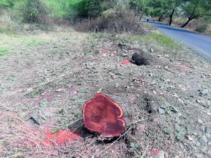 Illegal felling of 50,000 trees | तब्बल 50 हजार वृक्षांची अवैध कत्तल