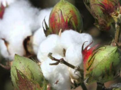 The pink bollworm on cotton farmers | कापूस उत्पादक शेतकऱ्यांवर गुलाबी बोंडअळीचे सावट