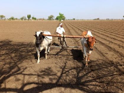 Debt relief for farmers in Vidarbha remains bitter even after ruling | शासन निर्णयानंतरही विदर्भातील शेतकऱ्यांच्या कर्जमुक्तीचा तिढा कायम