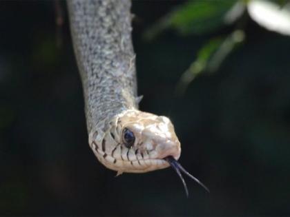 For this reason, snake breeding is necessary | ‘या’ कारणासाठी सापांचे संवर्धन आवश्यक