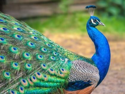 16 peacocks die in forest in Wardha, Yavatmal | वर्धा, यवतमाळातील जंगलात १६ मोरांचा मृत्यू