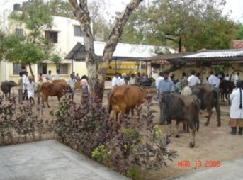 Provision of 52 veterinary dispensaries in the district | जिल्ह्यातील ५२ पशुवैद्यकीय दवाखान्यांची परवड