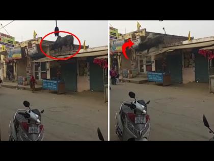 Angry bull climb on the roof of the house jumped on the road watch video | घराच्या छतावर चढला संतापलेला वळू, तिथूनच खाली मारली उडी आणि मग....